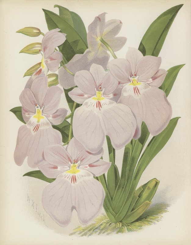 Odontoglossum Vexillarium autorstwa English School