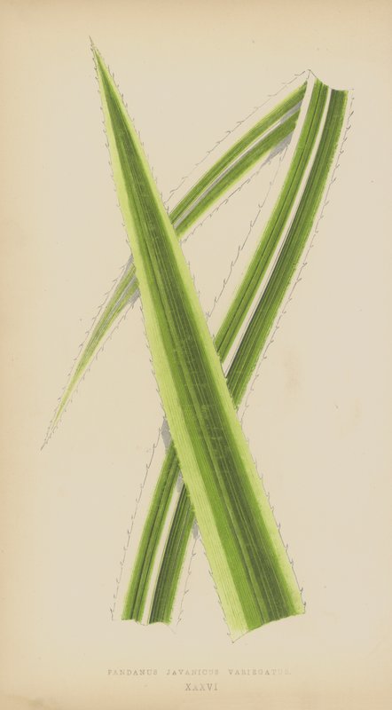 Pandanus Javanicus Variegatus autorstwa English School