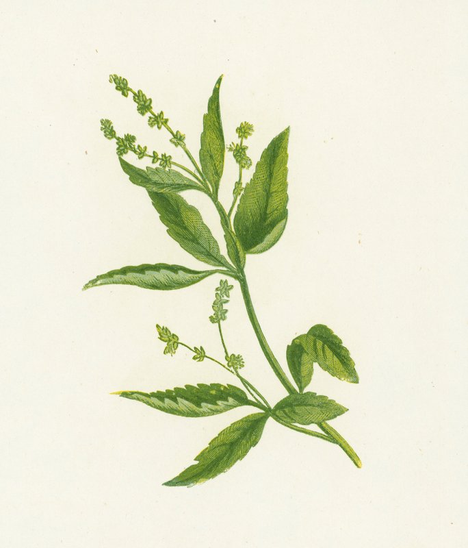 Bylina, czyli rtęć dla psów, Mercurialis Perennis autorstwa English School
