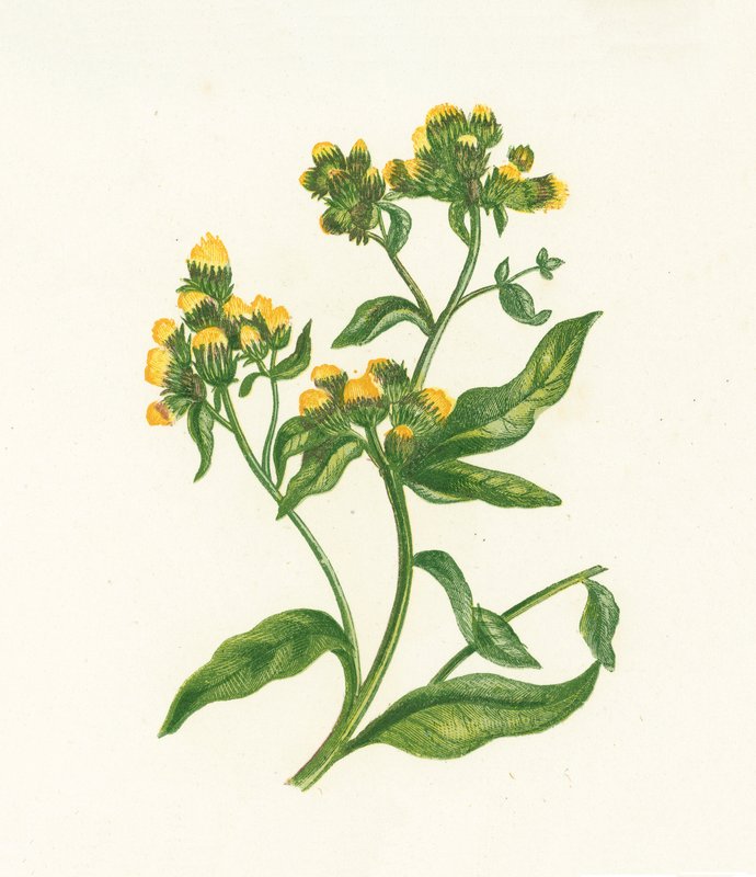 Ploughmans Spikenard, Inula Conyza autorstwa English School