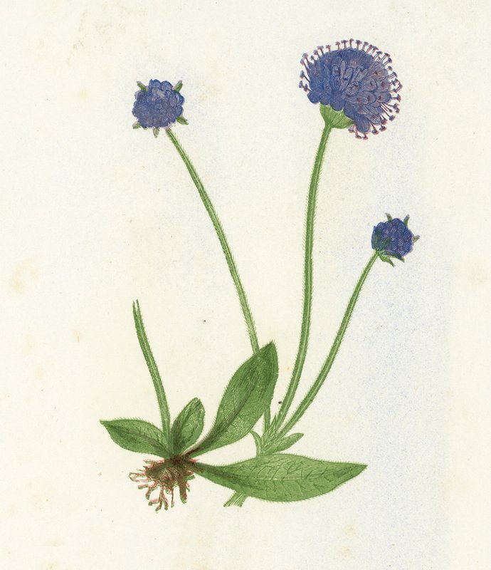 Świerzb Premorse, Scabiosa Succisa autorstwa English School