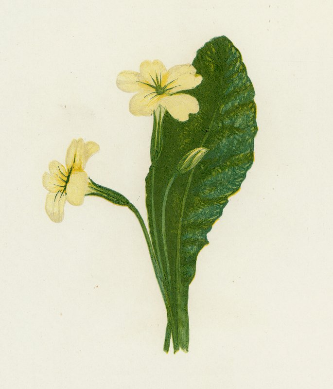 Wiesiołek, Primula Vulgaris autorstwa English School