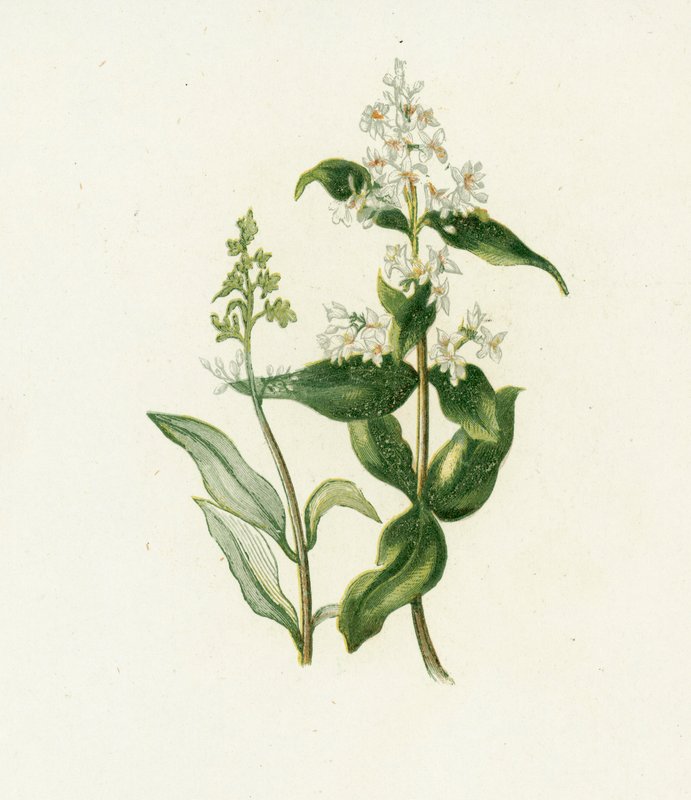 Privet, kasjer autorstwa English School