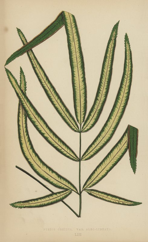 Pteris Cretica, Odmiana Albo-Lineata autorstwa English School
