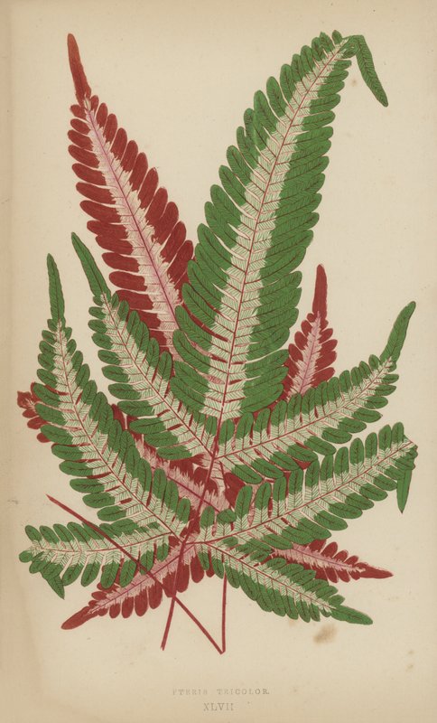 Pteris Tricolor autorstwa English School