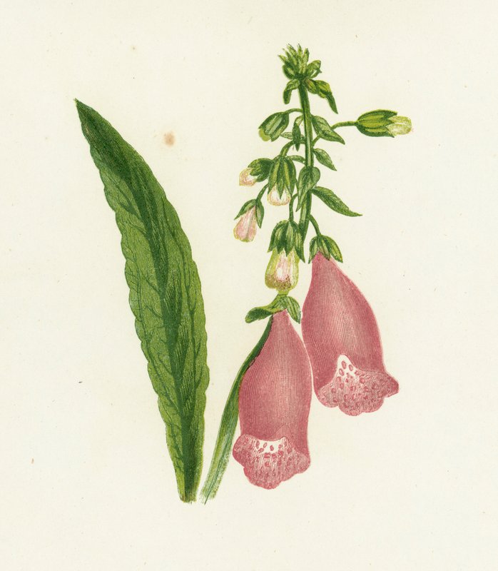 Naparstnica purpurowa, Digitalis Purpurea autorstwa English School