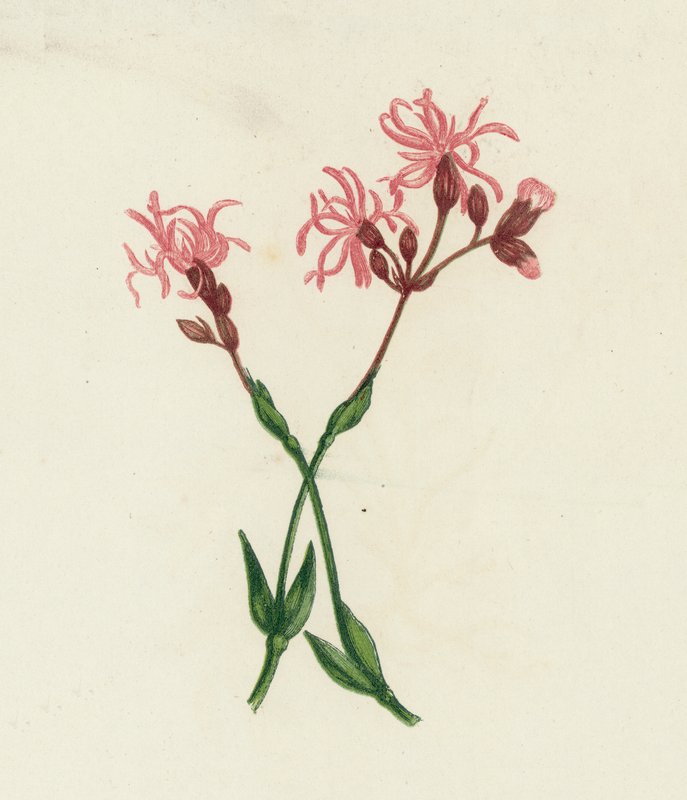 Ragged Robin, Lychnis Flos-Cuculi autorstwa English School
