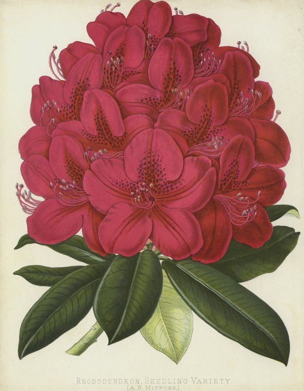 Rododendron, Odmiana Sadzonkowa, A B Mitford autorstwa English School