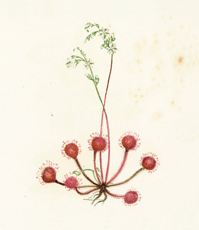 rosiczka okrągłolistna, Drosera Rotundifolia autorstwa English School