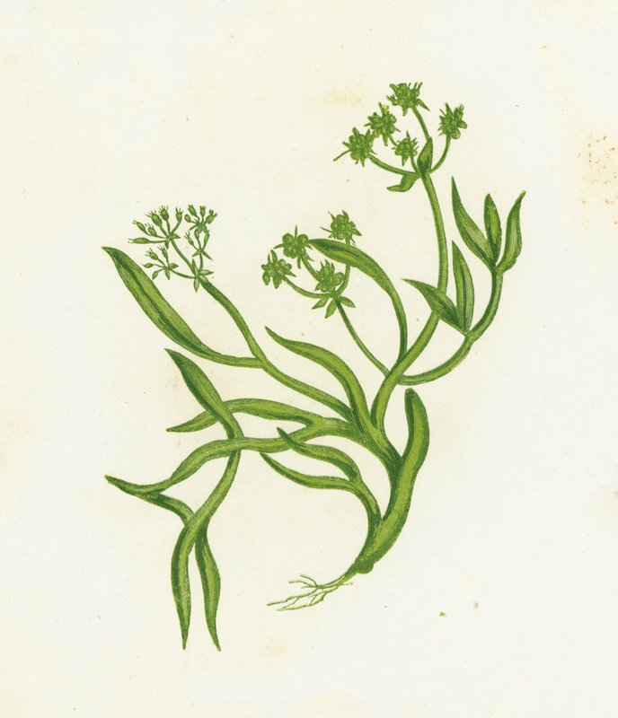 Samphire, Crithmum Maritimum autorstwa English School