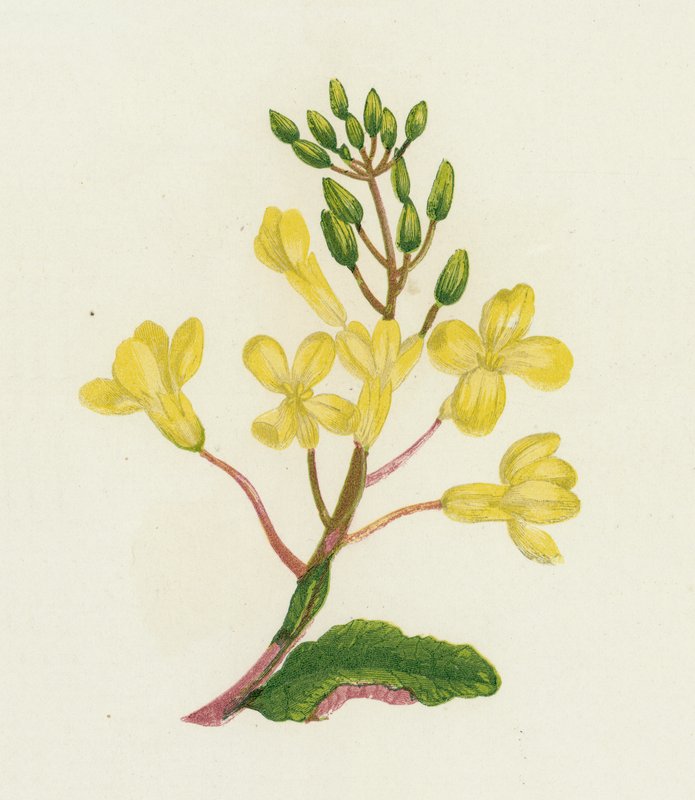 Kapusta Morska, Brassica Oleracea autorstwa English School