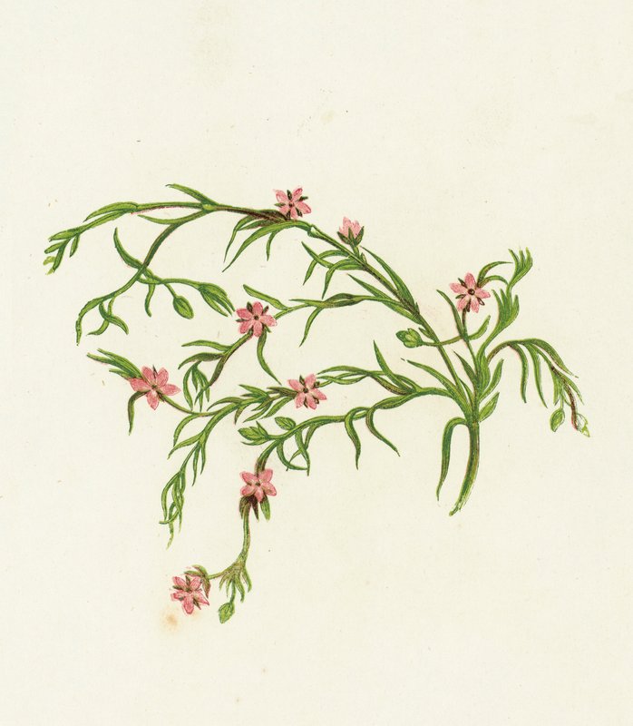 Sea Spurrey Sandwort, Arenaria Marina autorstwa English School