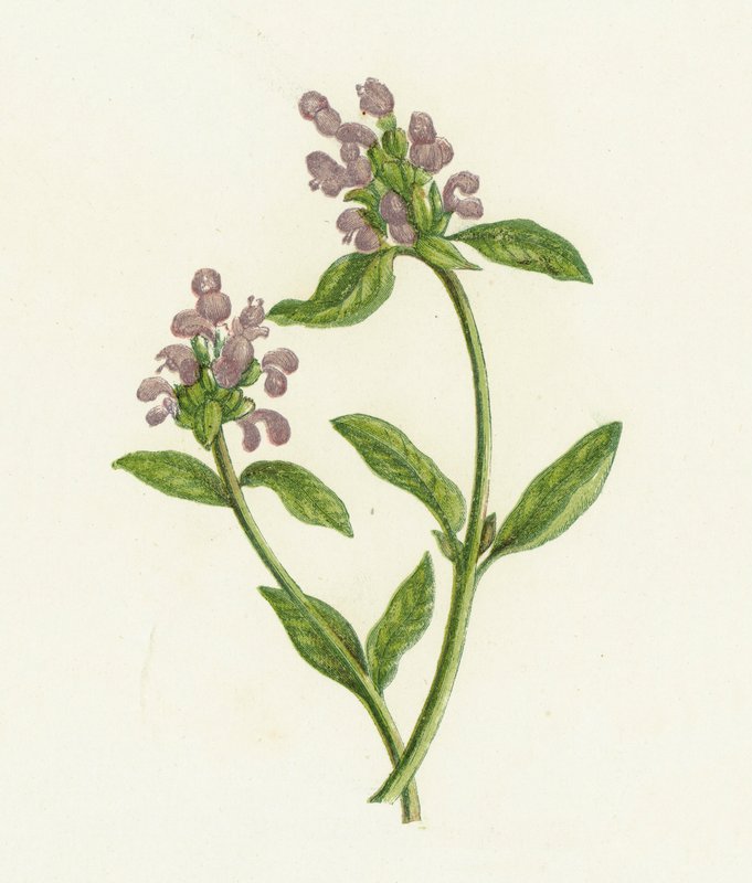 Samoleczenie, Prunella Vulgaris autorstwa English School