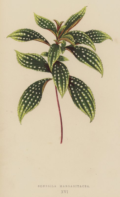 Sonerila Margaritacea autorstwa English School