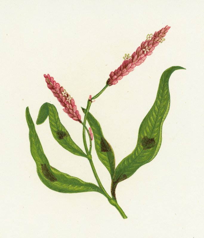 Persicaria plamista, Persicaria Polygonum autorstwa English School