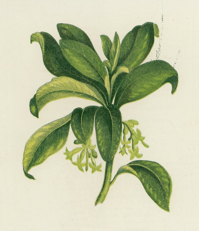 Wawrzyn wilczomlecza, Daphne Laureola autorstwa English School