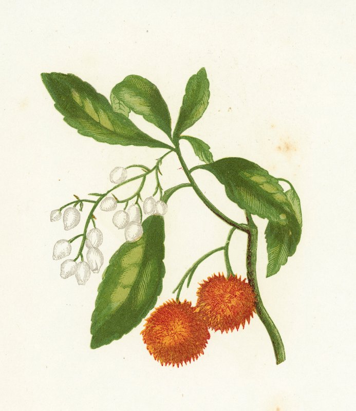 Drzewo Truskawkowe, Arbutus Unedo autorstwa English School