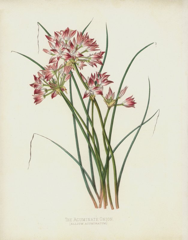 Cebula Ostry, Allium Acuminatum autorstwa English School