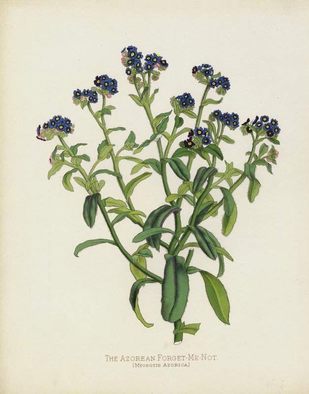 Azorskie Niezapominajka, Myosotis Azorica autorstwa English School