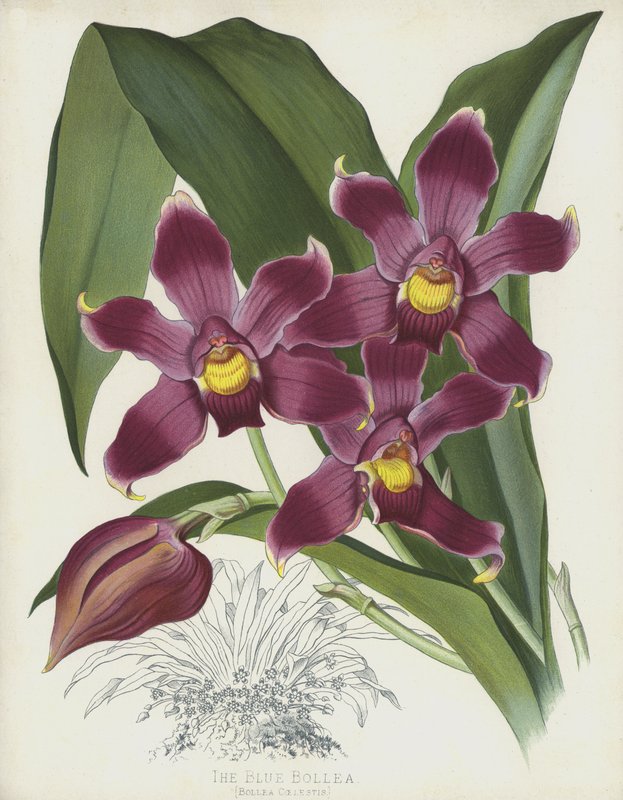 Niebieski Bollea, Bollea Coelestis autorstwa English School
