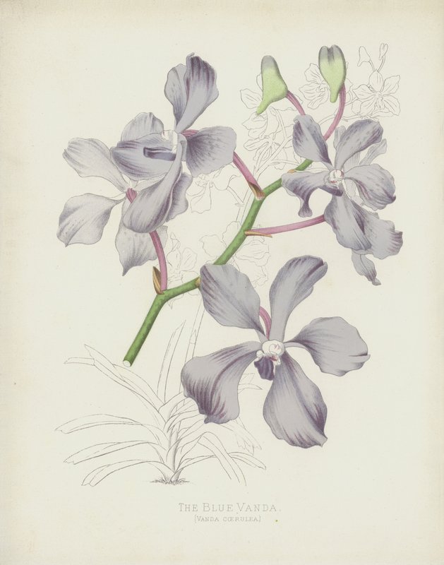 Niebieska Vanda, Vanda Coerulea autorstwa English School