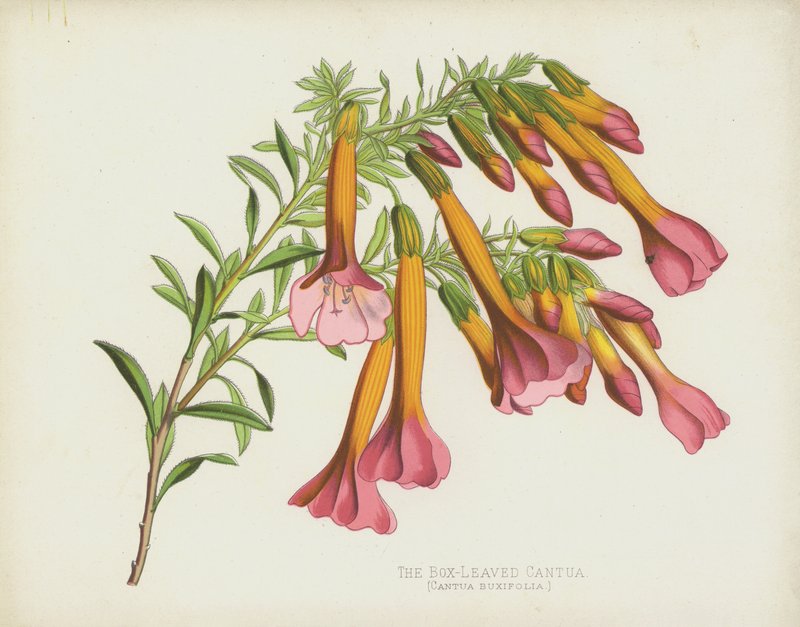 Cantua o liściach skrzynkowych, Cantua Buxifolia autorstwa English School