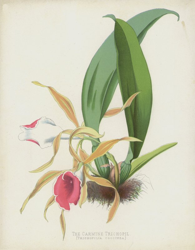 Karmin Trichopil, Trichopilia Coccinea autorstwa English School