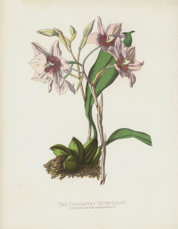 Cervantes Odontoglot, Odontoglossum Cervantesii autorstwa English School