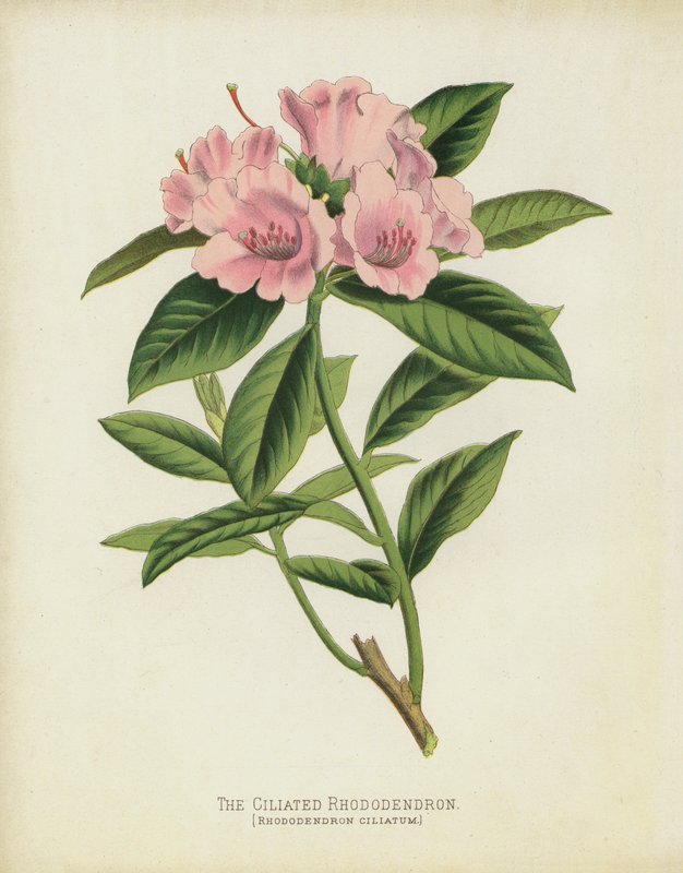 Rhododendron rzęskowy, Rhododendron Ciliatum autorstwa English School