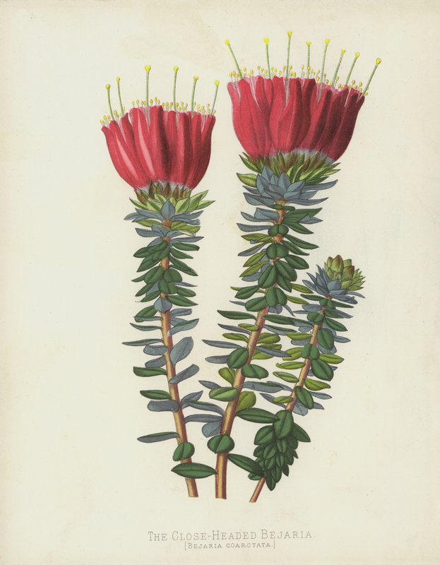 Bejaria bliskowłosa, Bejaria coarctata autorstwa English School