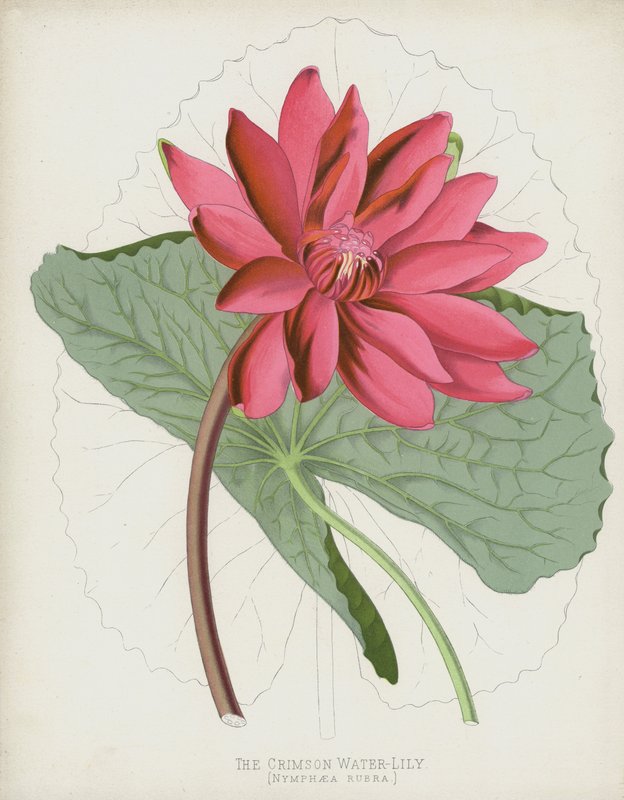 Karmazynowa lilia wodna, Nymphaea Rubra autorstwa English School
