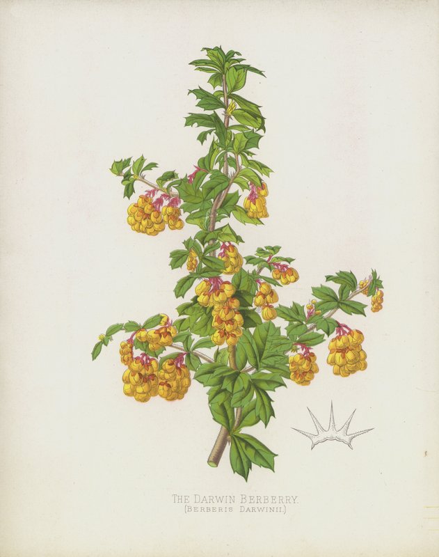 Berberys Darwina, Berberis Darwinii autorstwa English School