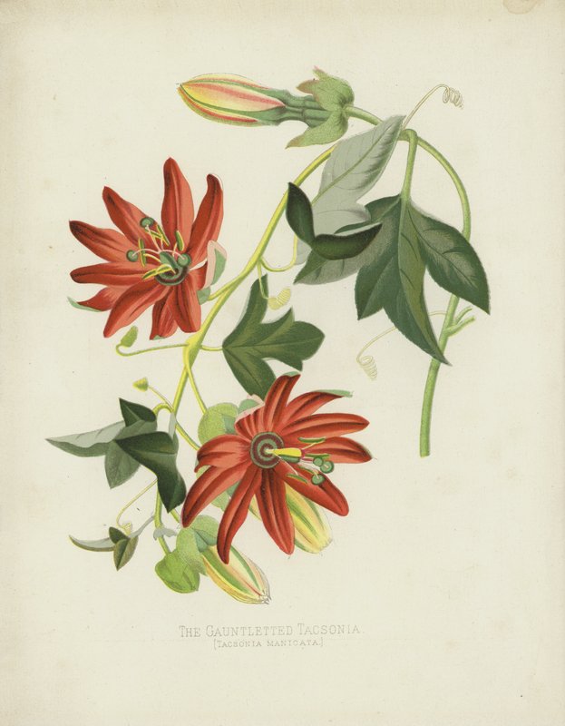 Tacsonia z Rękawicą, Tacsonia Manicata autorstwa English School