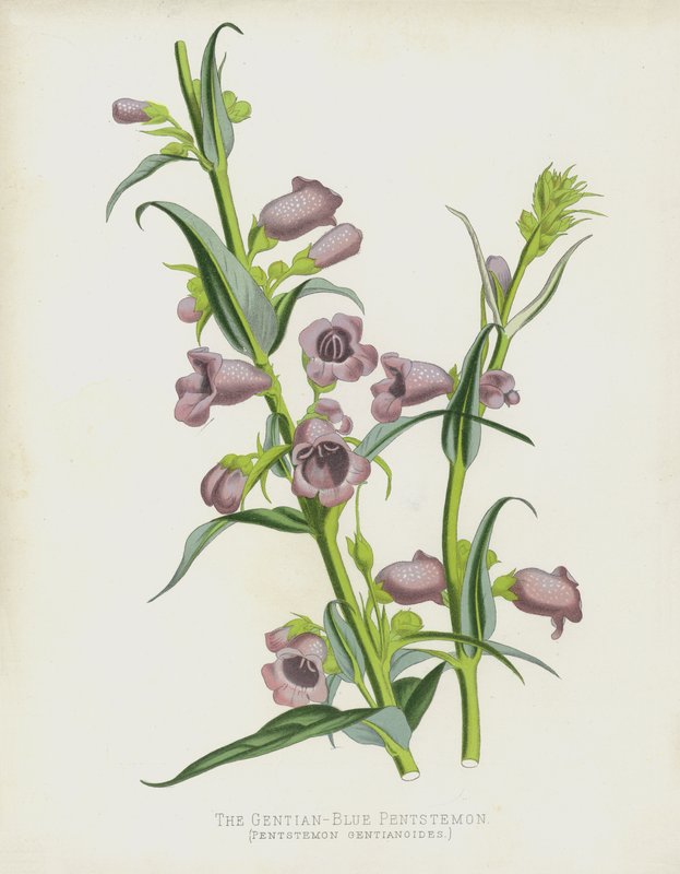 Pentstemon niebieski z goryczki, Pentstemon Gentianoides autorstwa English School