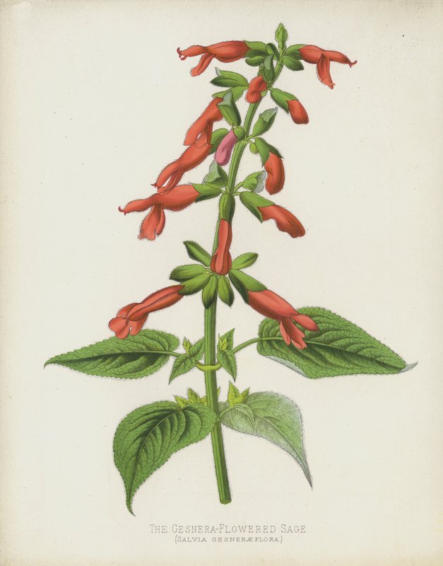 Szałwia o kwiatach Gesnera, Salvia Gesneraeflora autorstwa English School