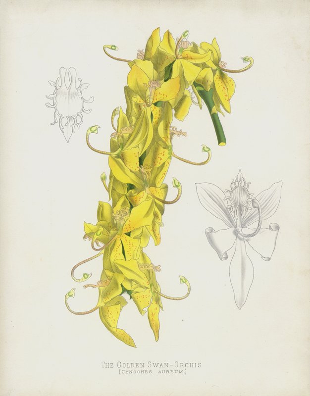 Złoty Łabędź-Orchis, Cycnoches Aureum autorstwa English School