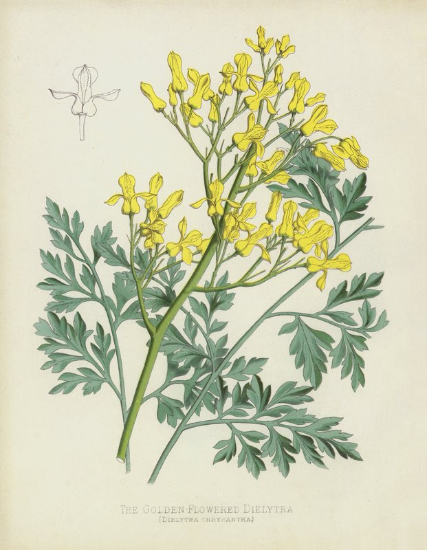 Dielytra o Złotych Kwiatach, Dielytra Chrysantha autorstwa English School