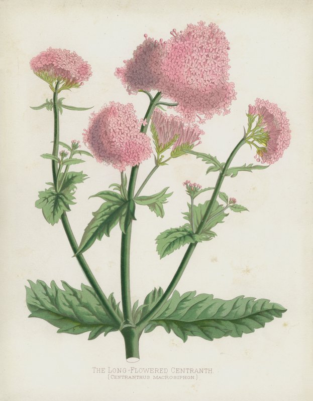 Centrant o długich kwiatach, Centranthus Macrosyphon autorstwa English School
