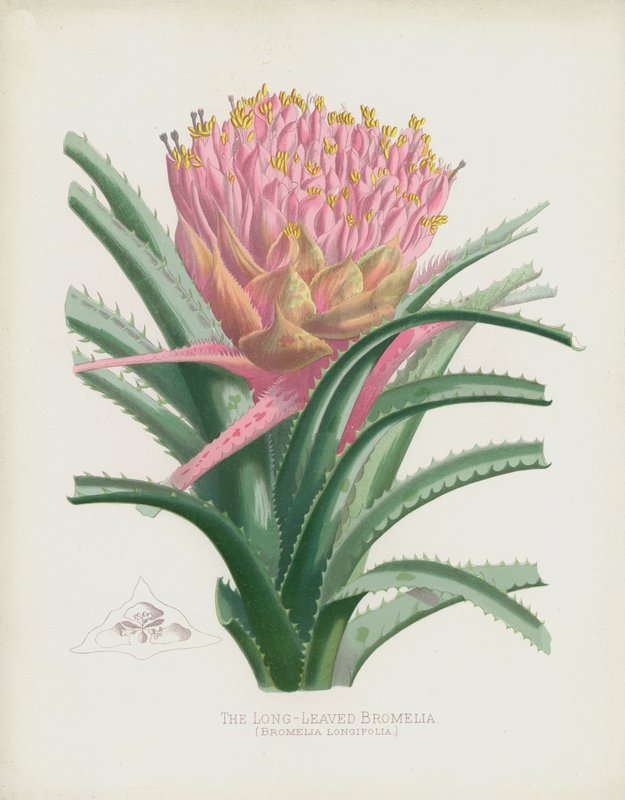 Bromelia długolistna, Bromelia Longifolia autorstwa English School