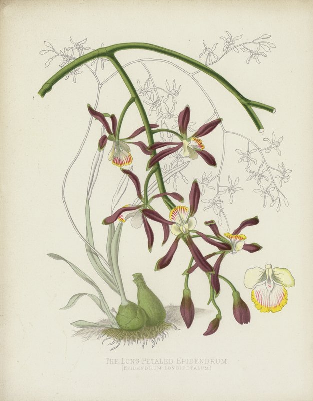 Epidendrum o długich płatkach, Epidendrum Longipetalum autorstwa English School