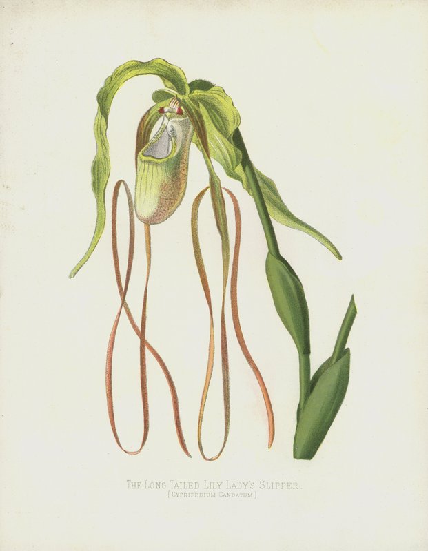 Pantofelek długoogoniasty, Cypripedium Caudatum autorstwa English School