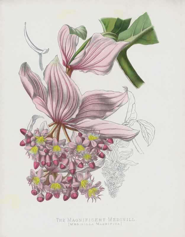 Wspaniała Medinilla, Medinilla Magnifica autorstwa English School