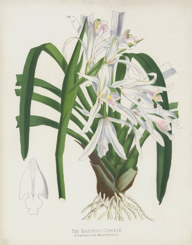 Cymbid Masters, Cymbidium Mastersii autorstwa English School