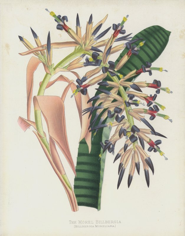Morel Billbergia, Billbergia Moreliana autorstwa English School