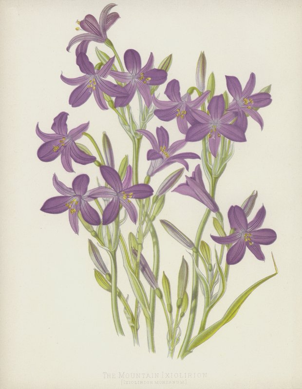 Góra Ixiolirion, Ixiolirion Montanum autorstwa English School