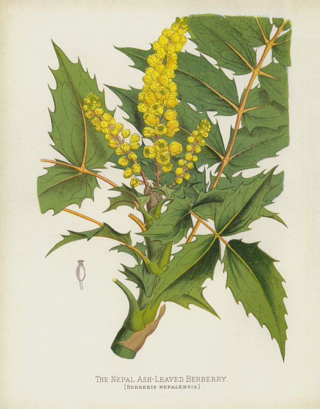 Berberys Nepalski, Berberis Nepalensis autorstwa English School