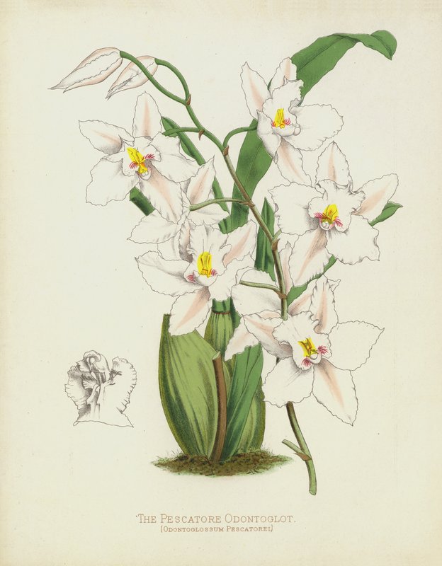 Rybak Odontoglot, Odontoglossum Pescatorei autorstwa English School