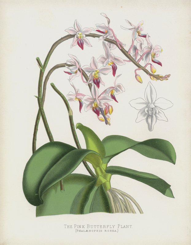 Roślina różowego motyla, Phalaenopsis Rosea autorstwa English School