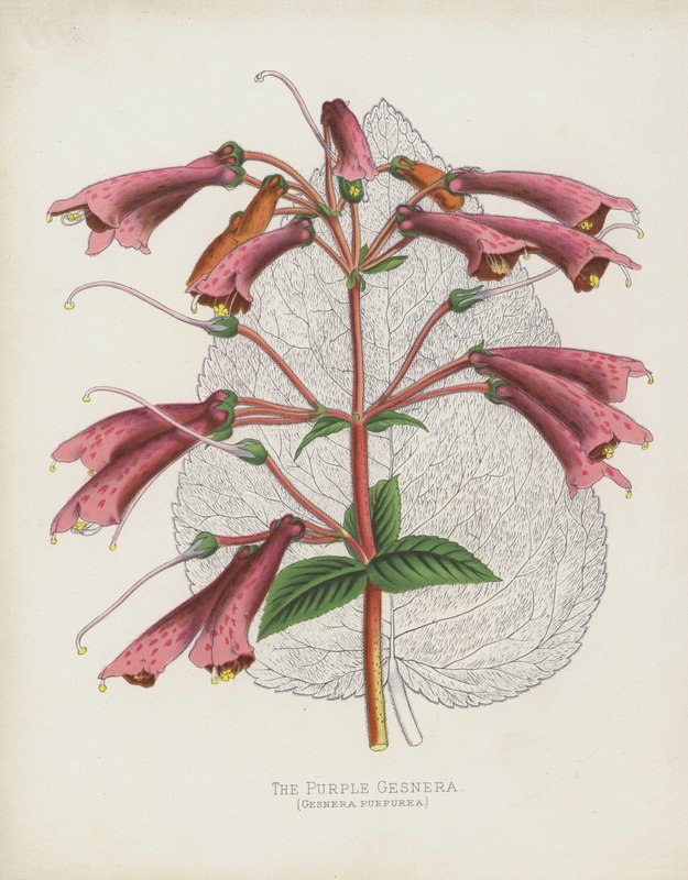 Gesnera purpurowa, Gesnera purpurea autorstwa English School
