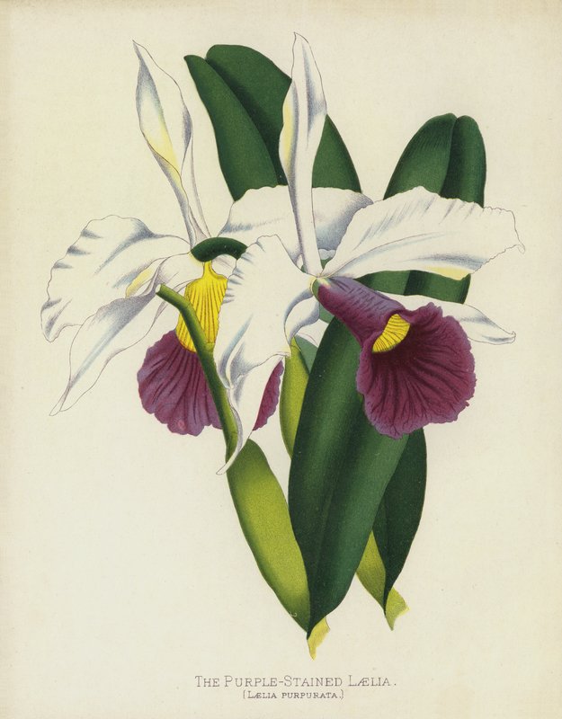 Laelia z fioletowym zabarwieniem, Laelia Purpurata autorstwa English School
